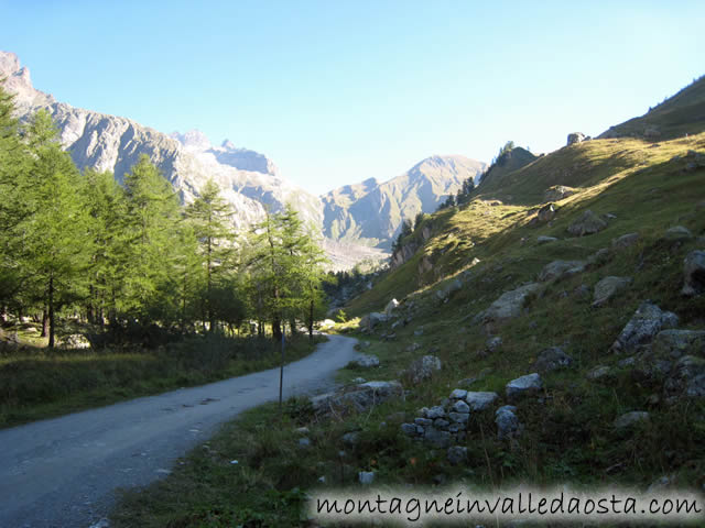 val ferret